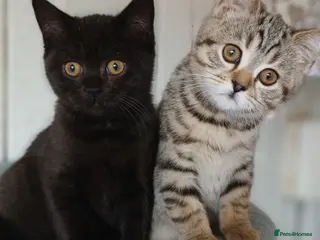 Mixed Breed cats British&Scottish kittens - Advert 3