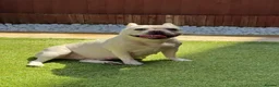 French Bulldog dogs for sale: Outstanding French Bulldog puppies  - Advert 28