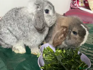 Mini Lop rabbits Pure Bred Mini Lops 🩵🩷 - Advert 14