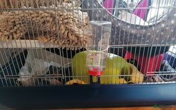 Rat rodents for sale: Free Rats with Cage etc, to good home - Image 4