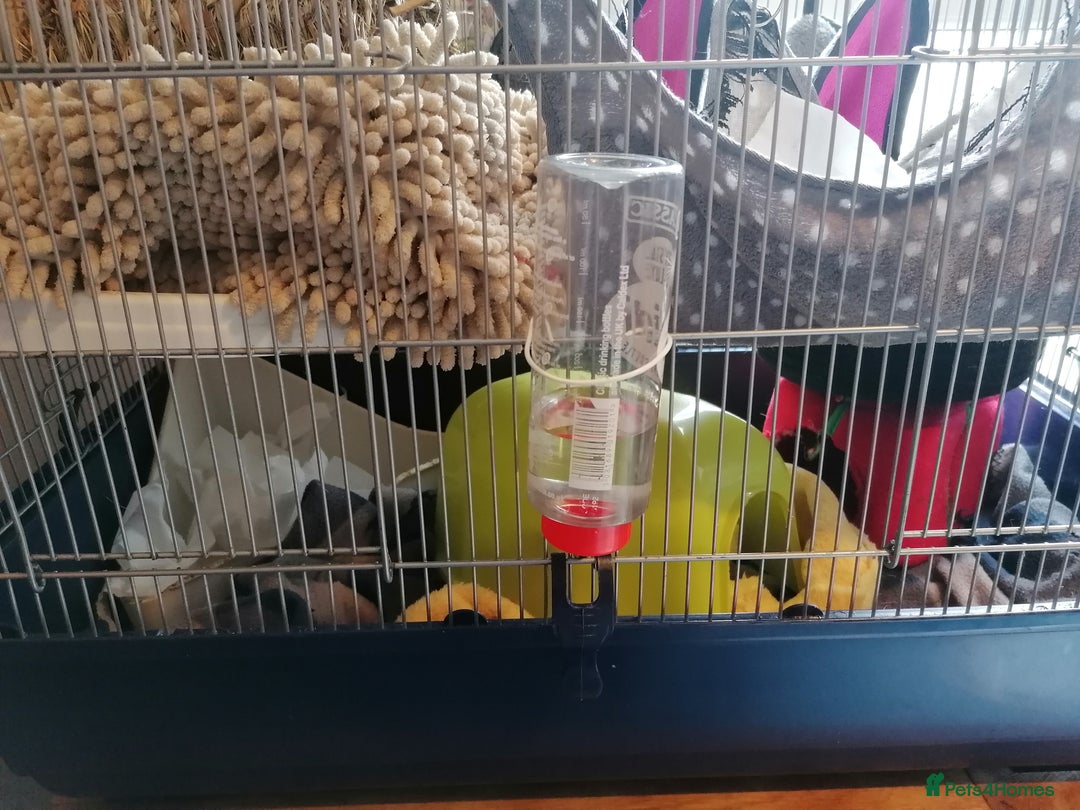 Rat rodents for sale: Free Rats with Cage etc, to good home - Image 4