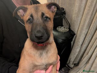 Belgian Shepherd Dog dogs Belgian Shepherd Puppies - Advert 4