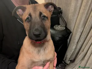 Belgian Shepherd Dog dogs Belgian Shepherd Puppies - Advert 9