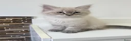 Siberian cats for sale: 🐾 Beautiful Neva Masquerade Boy  🐾 - Advert 5
