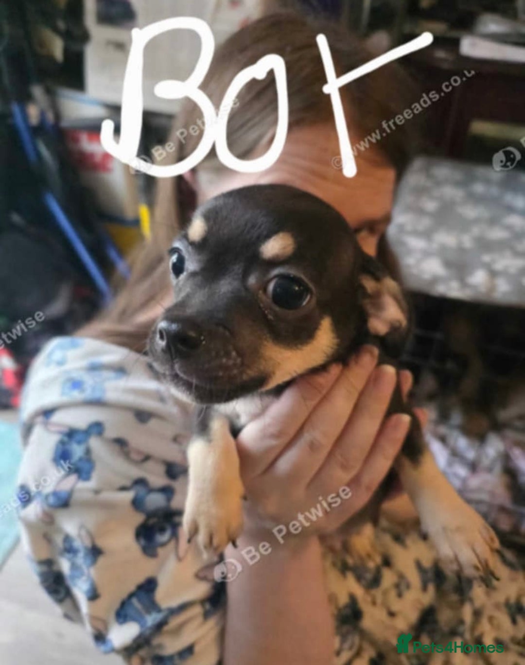 Chihuahua dogs for sale: chihuahua Pups (2months)  - Image 2