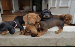 Miniature Dachshund dogs for sale: Miniature Dachshund Puppies  - Image 6