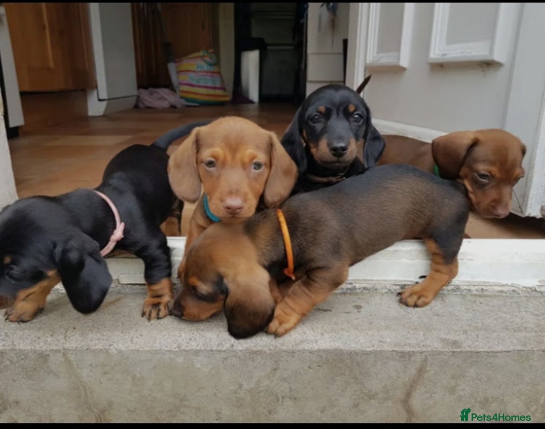 Miniature Dachshund dogs for sale: Miniature Dachshund Puppies  - Image 6