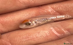Koi Carp fish for sale: Baby koi 1-2 inches  - Image 5