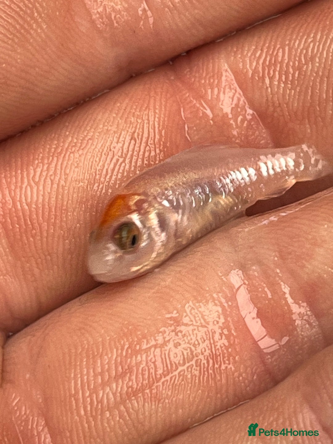 Koi Carp fish for sale: Baby koi 1-2 inches  - Image 5