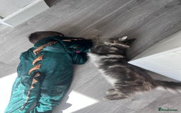 Maine Coon cats for sale: Friendly Stripy Grey Male Maine Coon  - Image 11