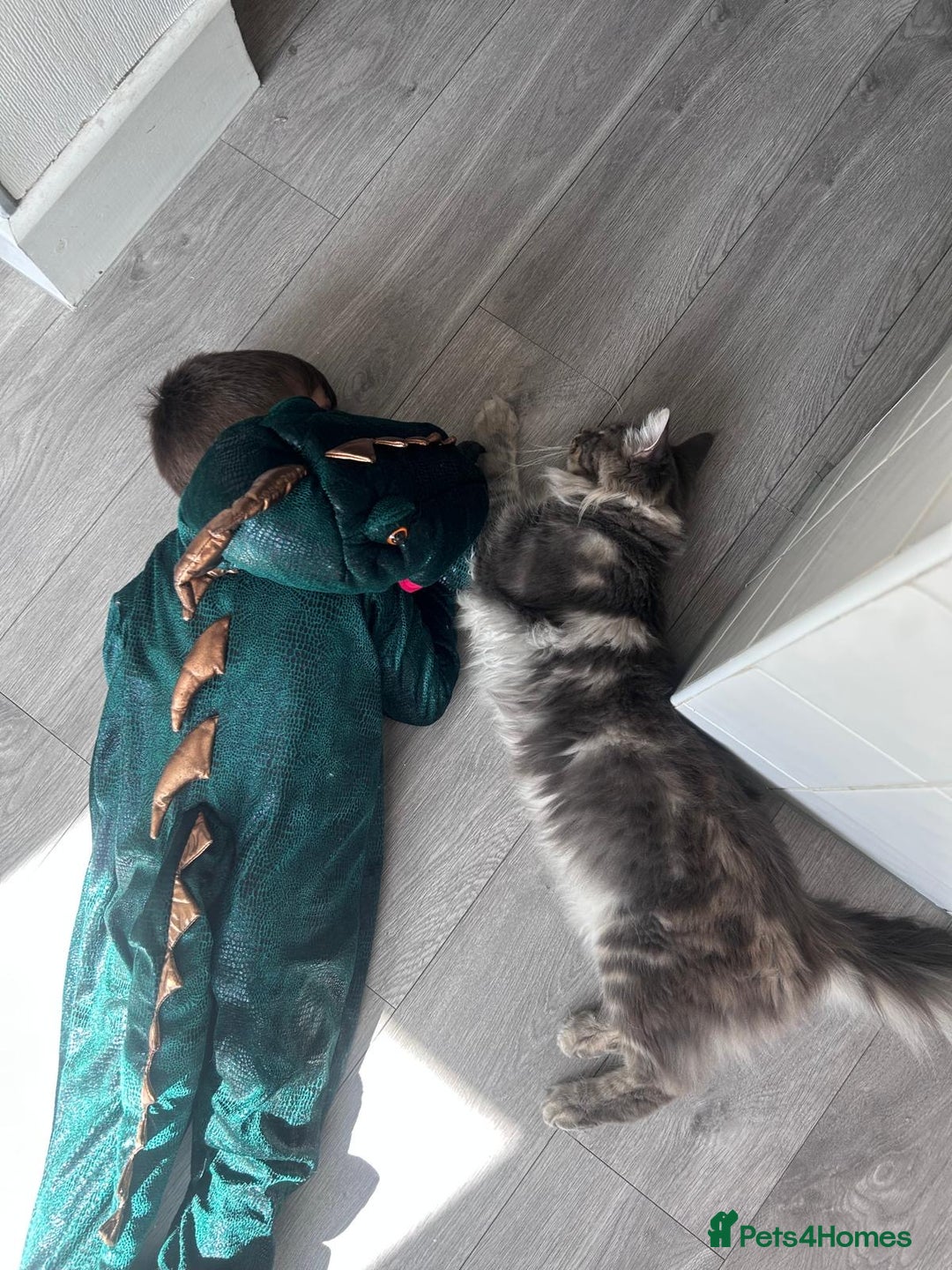 Maine Coon cats for sale: Friendly Stripy Grey Male Maine Coon  - Image 11