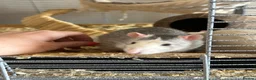 Rat rodents for sale: 4x rats and cage looking for rehoming read ad - Advert 11