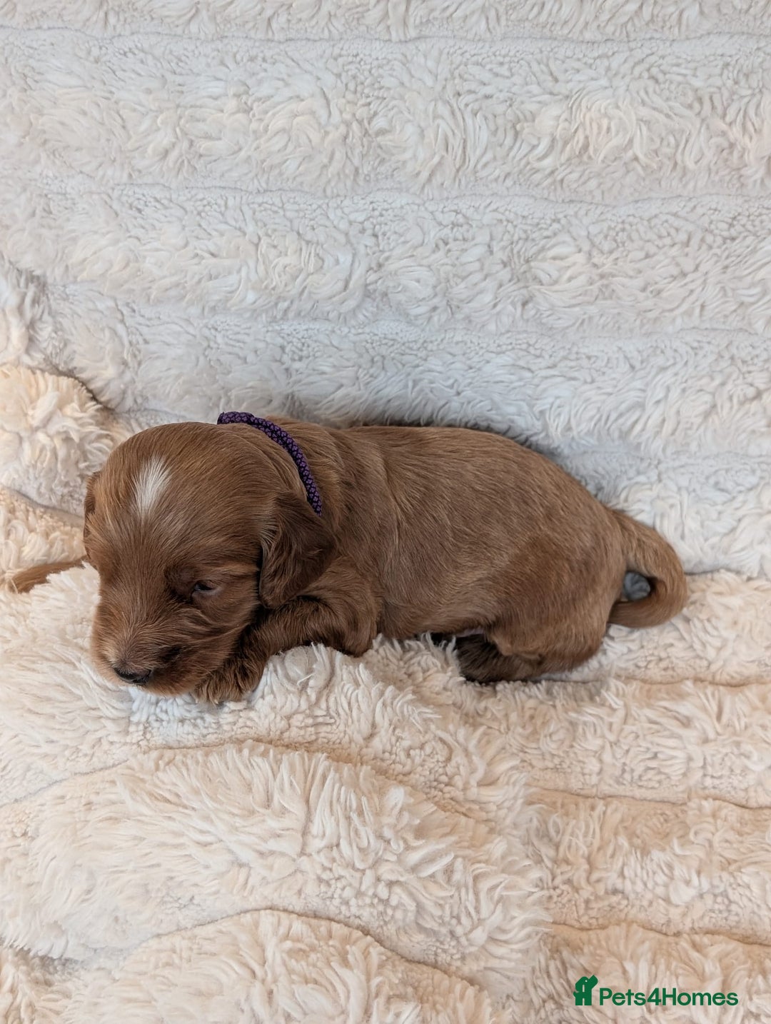 Cockapoo dogs for sale: Red Miniature Cockapoos – F1B - Advert 10