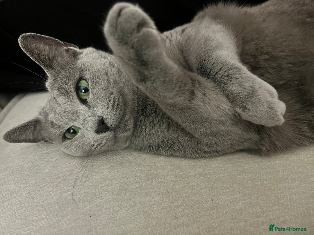 Russian Blue cats for sale: Pedigree Russian Blue Female for sale  - Advert 8