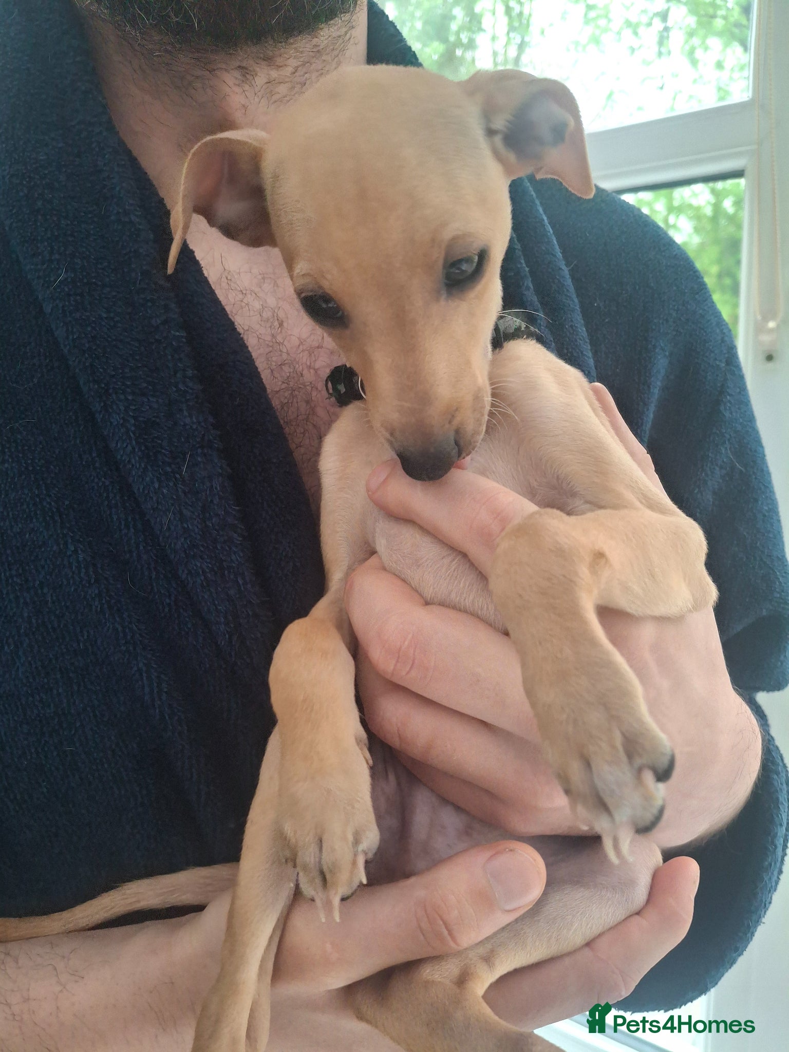 Italian Greyhound dogs 2 Beautiful boys KC Registered  - Advert 3