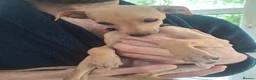Italian Greyhound dogs for sale: 2 Beautiful boys KC Registered  - Advert 1