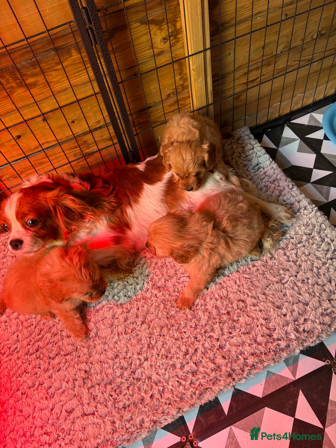 Cavapoo dogs for sale: F1 CAVAPOO PUPPIES 🐶  - Advert 3