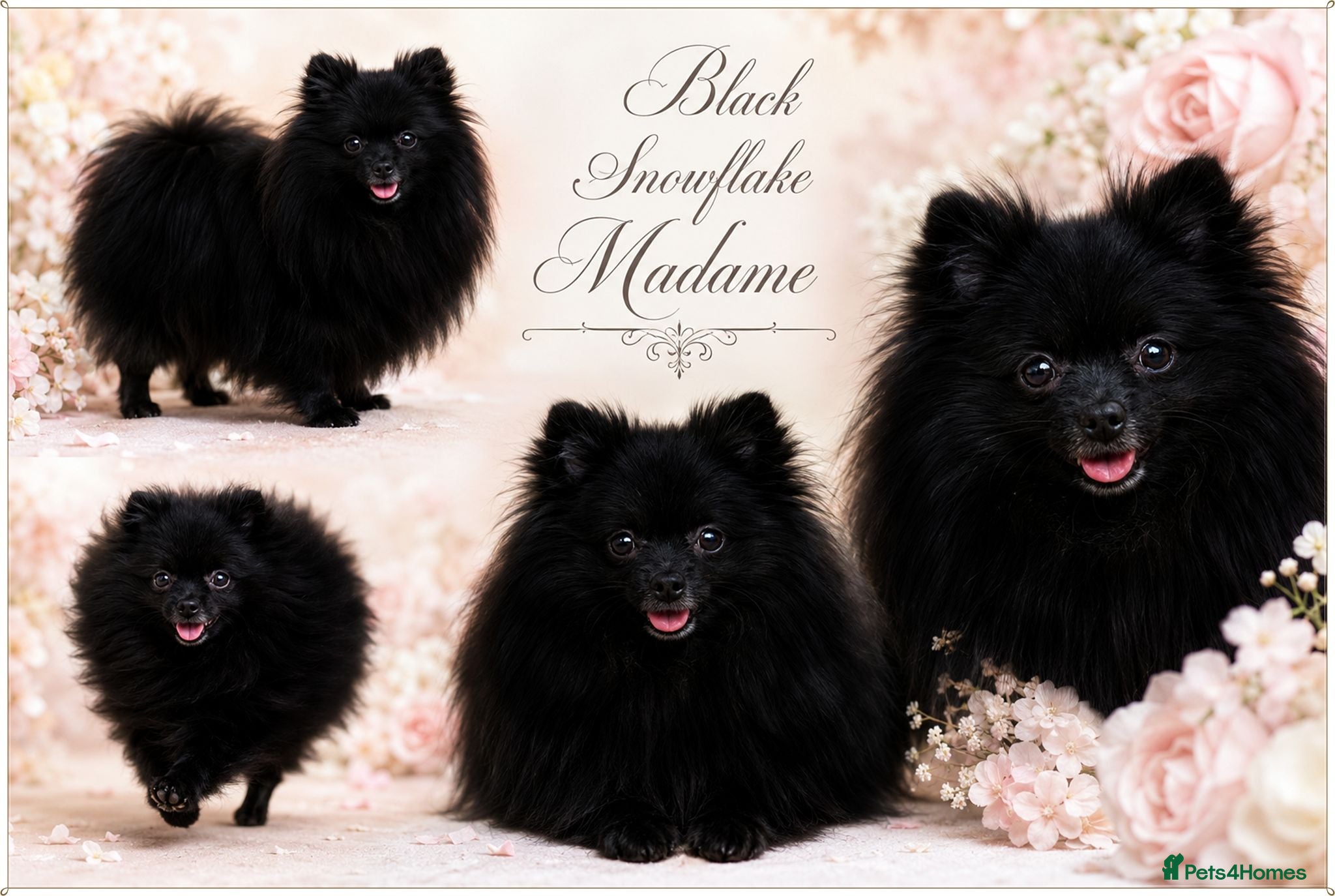 Pomeranian dogs KC DNA SHORT MUZZLE MINIATURE POMERANIAN PUPPIES - Advert 16