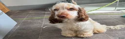 Cocker Spaniel dogs for sale: Beautiful 8 month old boy needs a new home  - Advert 8