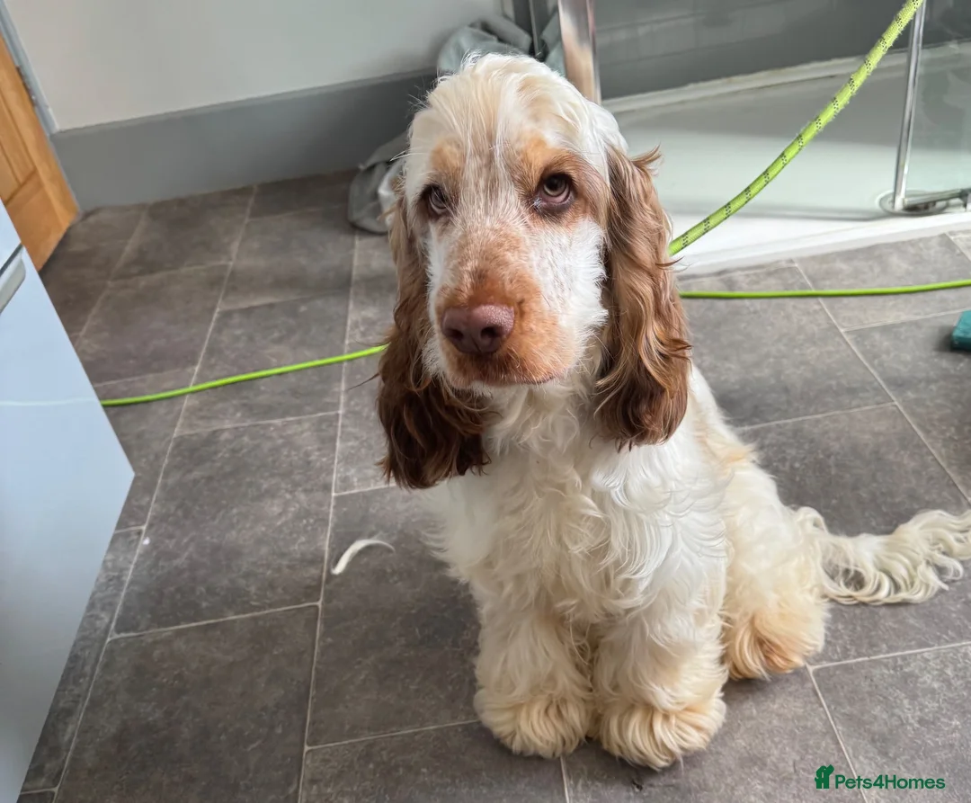 Cocker Spaniel dogs for sale: Beautiful 8 month old boy needs a new home  - Advert 8