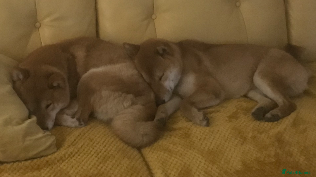 Japanese Shiba Inu dogs for sale: Retiring from Breeding - Loving Home Wanted - Image 6
