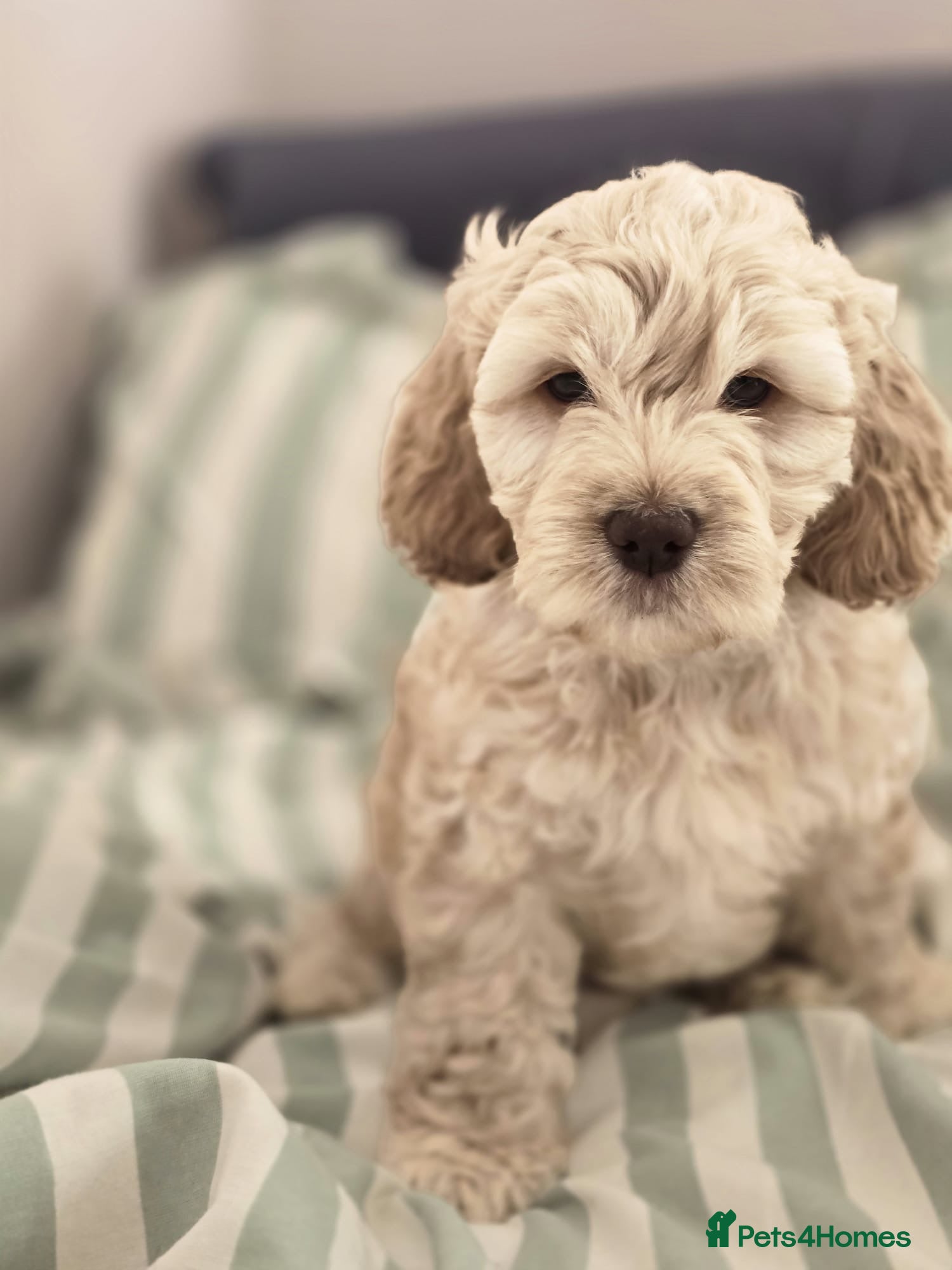 Cockapoo dogs Beautiful cockapoo puppies  - Advert 12