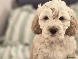 Cockapoo dogs Beautiful cockapoo puppies - Advert 12