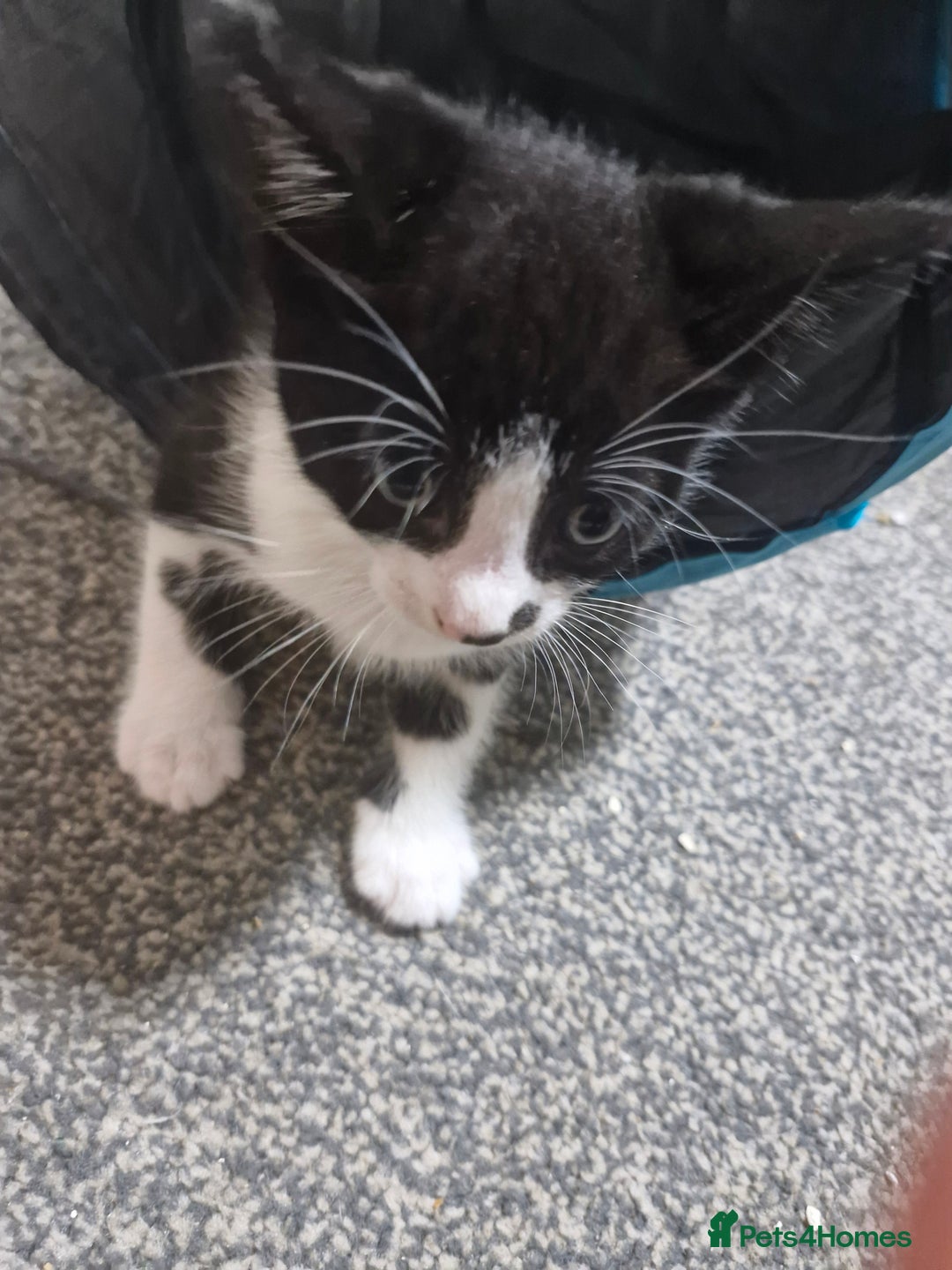 British Shorthair cats for sale: 3 bsh kittens available  - Image 2