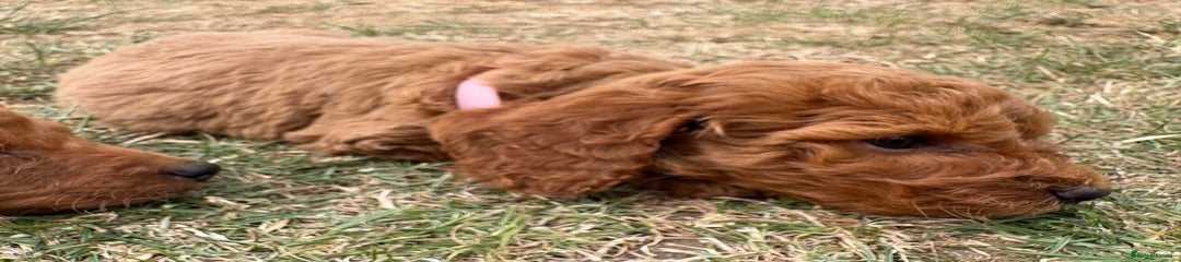 Cockapoo Puppy 7 sold