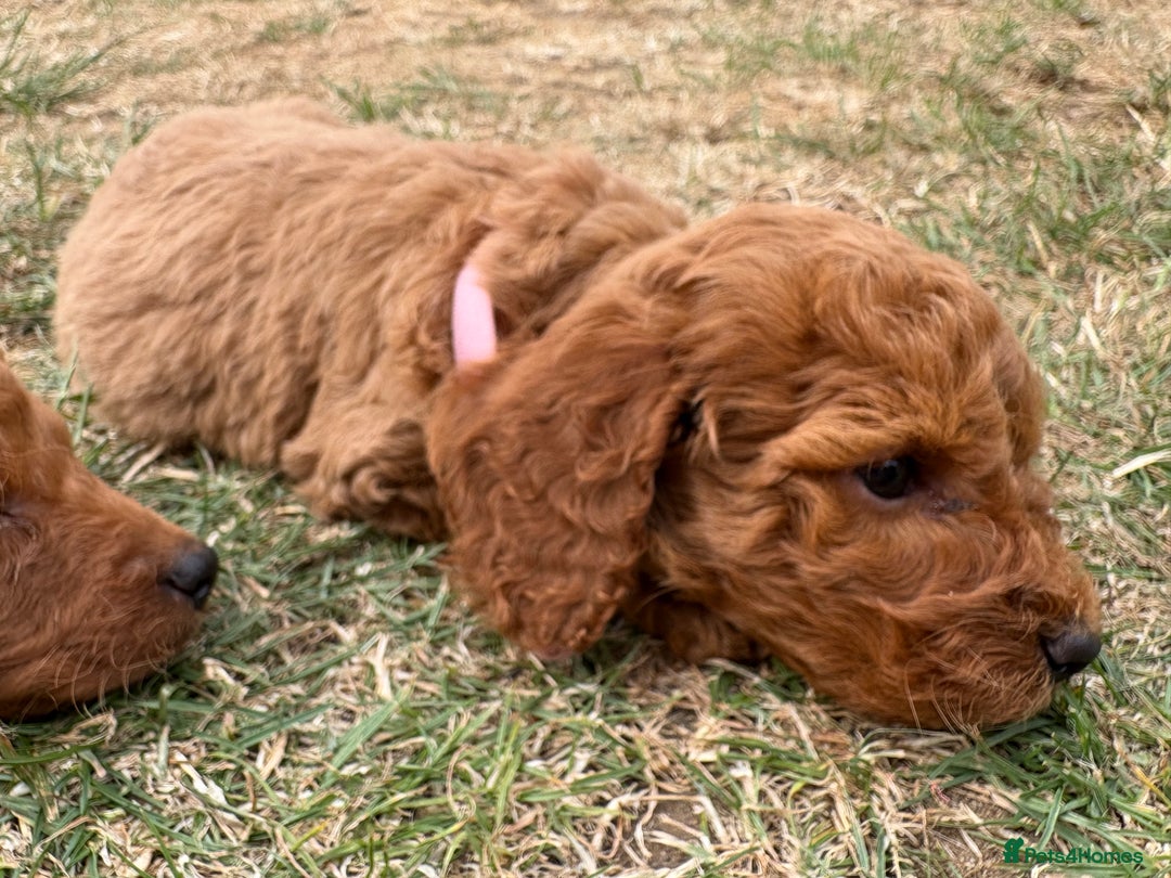 Cockapoo dogs for sale: Cockapoo  - Image 9