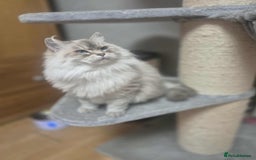 Siberian cats for sale: Pure Neva Masquerade female - Image 3