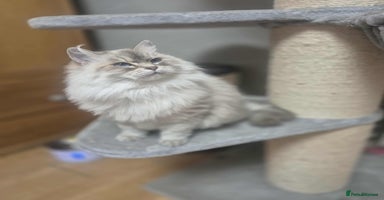 Siberian cats - Advert 14