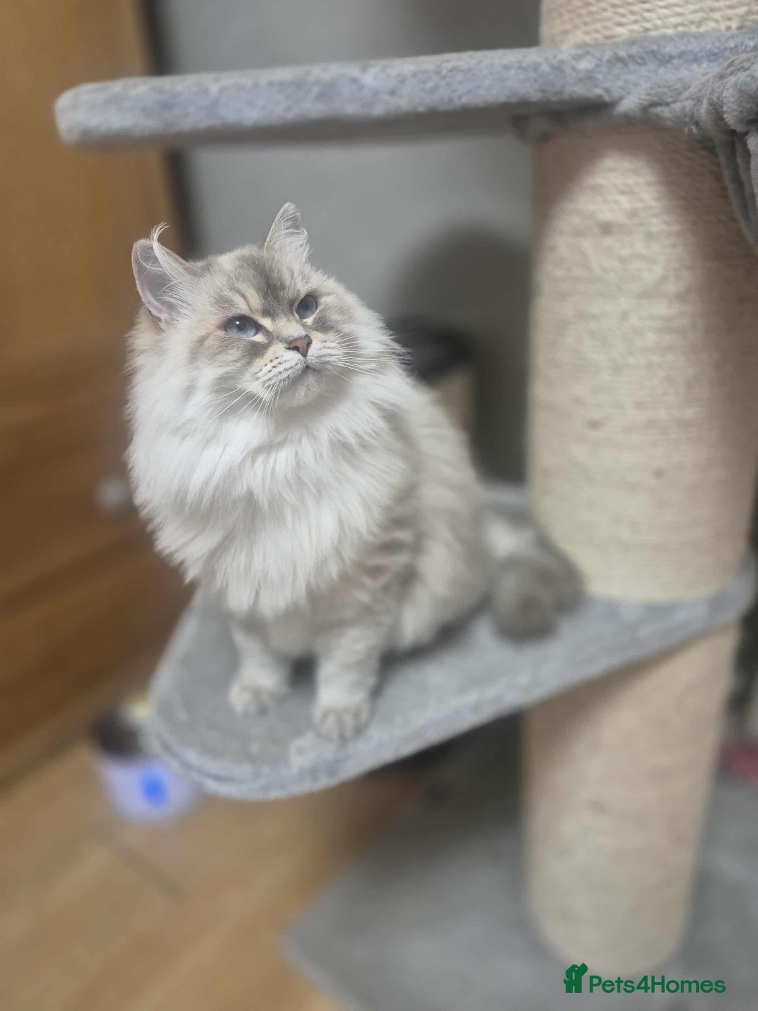 Siberian cats for sale: Pure Neva Masquerade female - Image 3