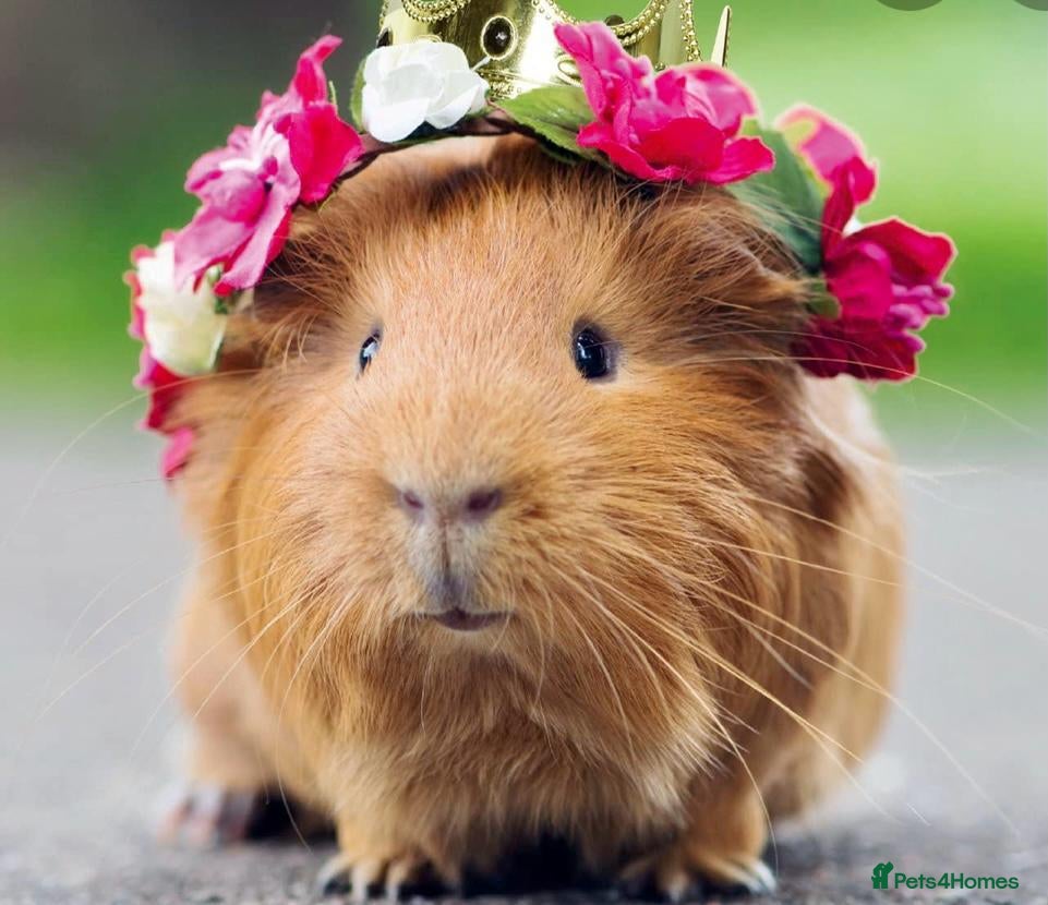 Guinea Pig rodents Selection of guinea pigs  - Advert 16