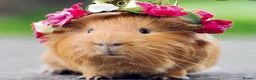 Guinea Pig rodents for sale: Selection of guinea pigs  - Advert 1