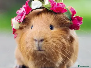 Guinea Pig rodents Selection of guinea pigs - Advert 11