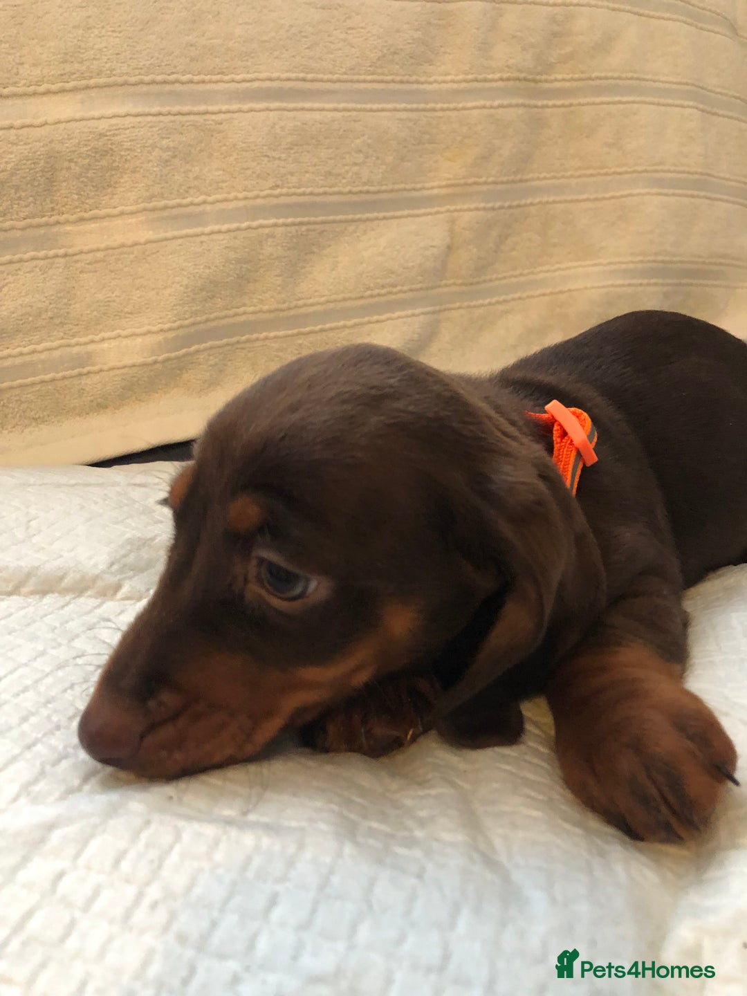 Dachshund dogs for sale: Beautiful miniature dachshund  - Advert 6