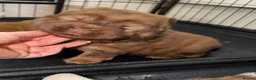 Chow Chow dogs for sale: 🐻 Exceptional KC Registered Chow Chows 🐻 - Advert 24