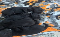 Mixed Breed dogs for sale: 4 Gorgeous Cocker Spaniel Cross Border Collies - Image 17