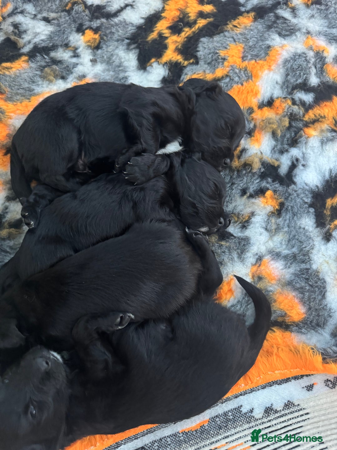 Mixed Breed dogs for sale: 4 Gorgeous Cocker Spaniel Cross Border Collies - Image 17