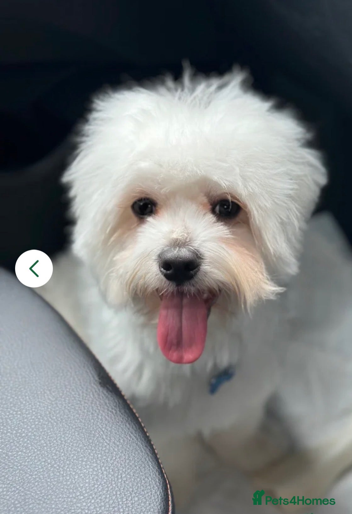 Maltese dogs Male Bichon Maltese for stud - Advert 17