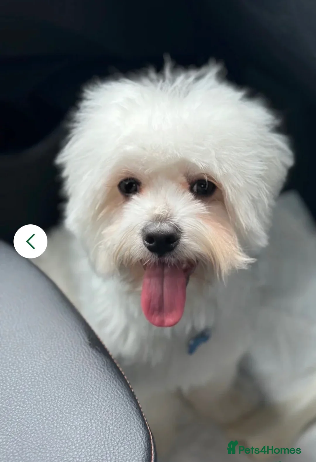 Maltese dogs for stud: ALFIE - Bichon Maltese in Manchester - Advert 2