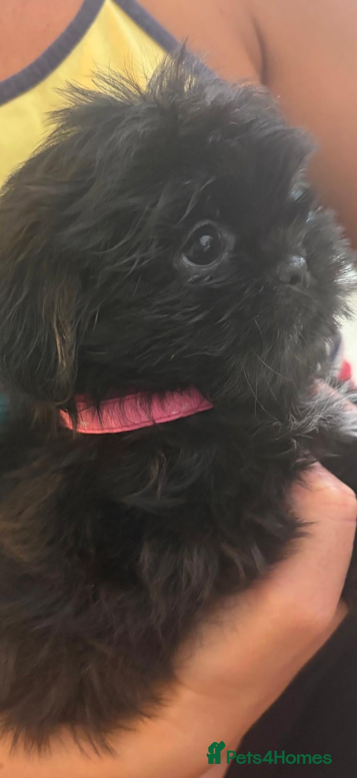 Shih Tzu dogs Shih tzu - Advert 6