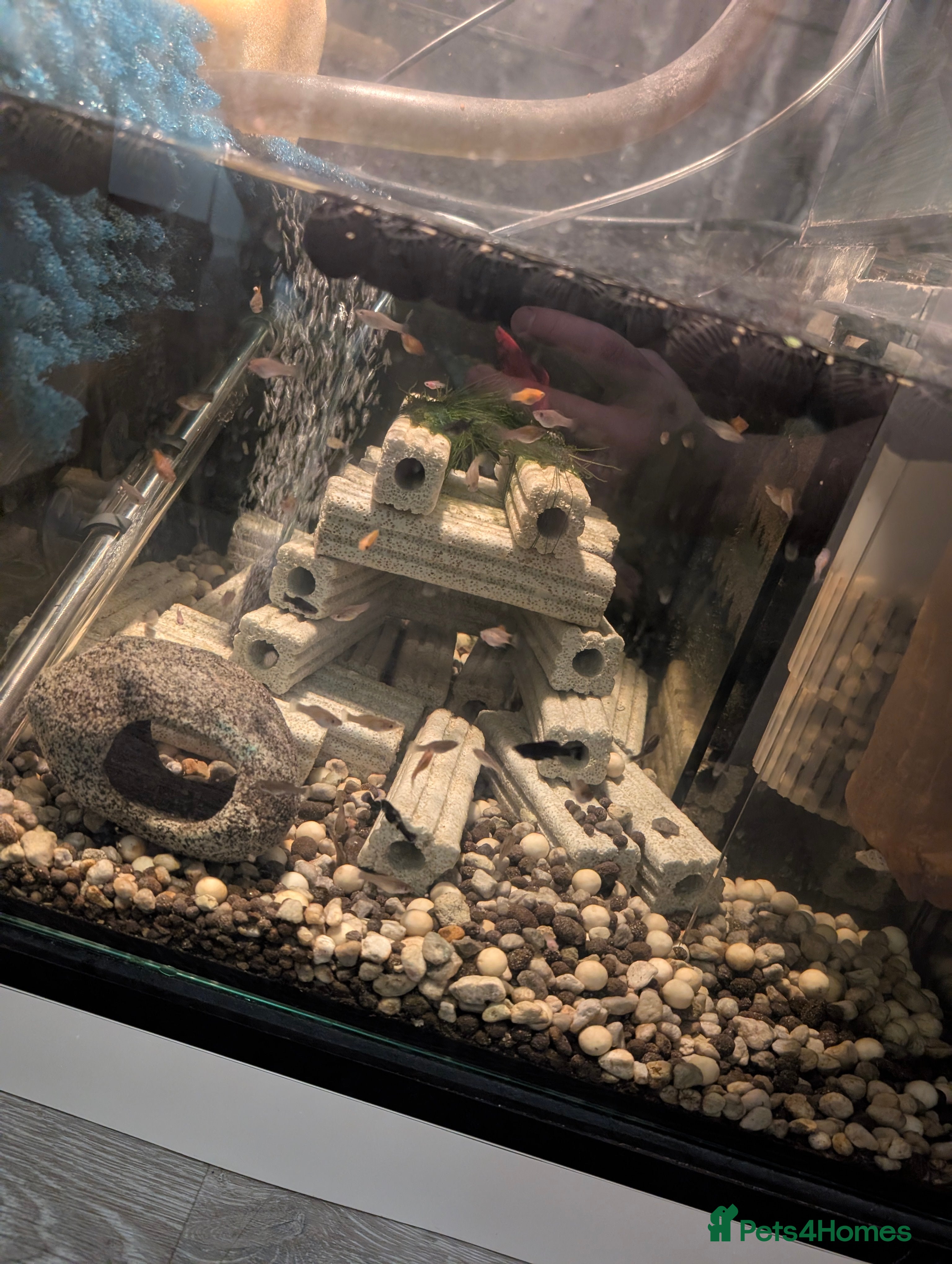 Mollies fish Mollie and platty babies in Littleborough - Advert 9