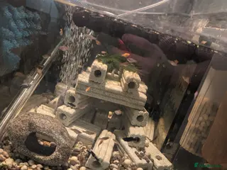 Mollies fish Mollie and platty babies in Littleborough - Advert 9