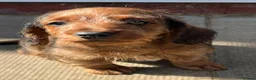Miniature Dachshund dogs for stud: KC reg Miniature Dachshund Stud DNA tested  - Advert 9