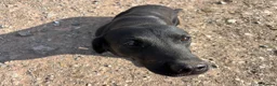 Labrador Retriever dogs for sale: Beautiful Black Labrador - Advert 5