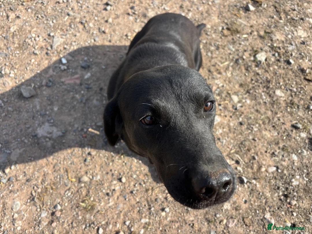 Labrador Retriever dogs for sale: Beautiful Black Labrador - Advert 5