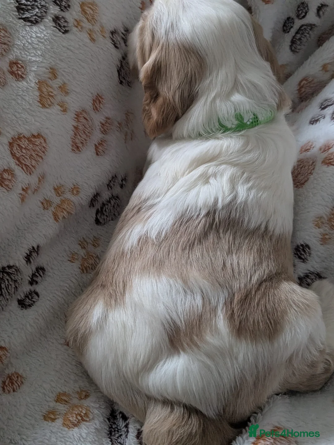 Cavalier King Charles Spaniel dogs for sale: King charles cavalier puppies - Advert 11