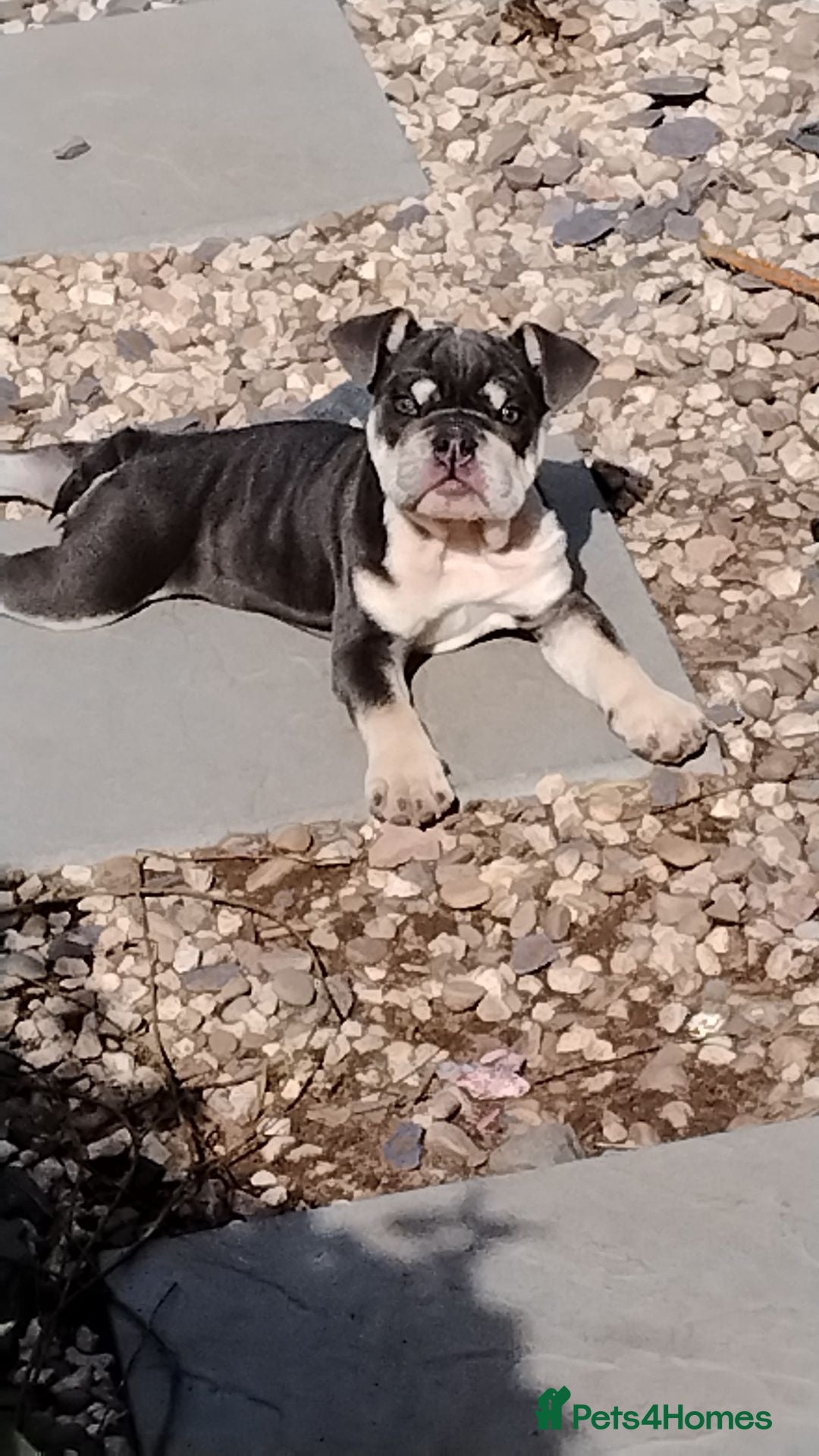 English Bulldog dogs READY TO LEAVE KC REG BLUE TRI ENGLISH BULLDOGS  - Advert 1
